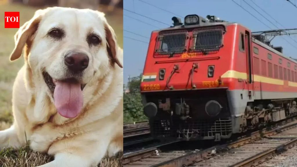 पाळीव प्राणी लॅब्राडॉरचा ट्रेनमध्ये मृत्यू, मालकाचा रेल्वे चुकल्याचा आरोप, असंवेदनशीलता