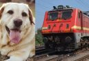 पाळीव प्राणी लॅब्राडॉरचा ट्रेनमध्ये मृत्यू, मालकाचा रेल्वे चुकल्याचा आरोप, असंवेदनशीलता